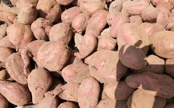 地瓜烘干機干燥紅薯渣 地瓜烘干機干燥紅薯渣