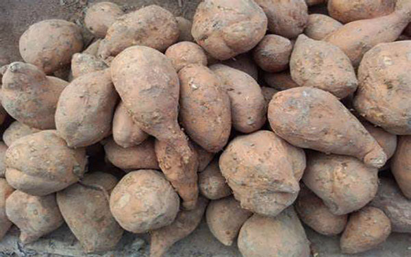 紅薯渣干燥機(jī) 提高紅薯渣干燥機(jī)熱風(fēng)量需要注意哪些事項(xiàng)